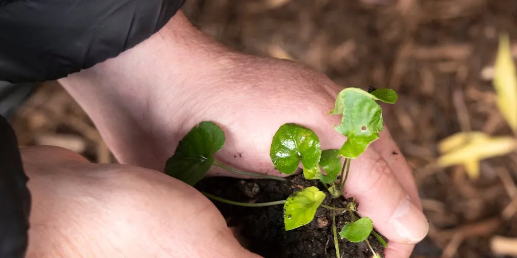 A conceptual “seed-to-publish” portrait: a hand plants a small seed in an open notebook; overlaid or staged frames show the seed sprouting into a tiny tree whose leaves turn into paper pages and floating app icons (article, video, share). Soft morning light, natural textures (wood desk, soil) and a sense of progression highlight nurturing, growth and long-term quality of content.