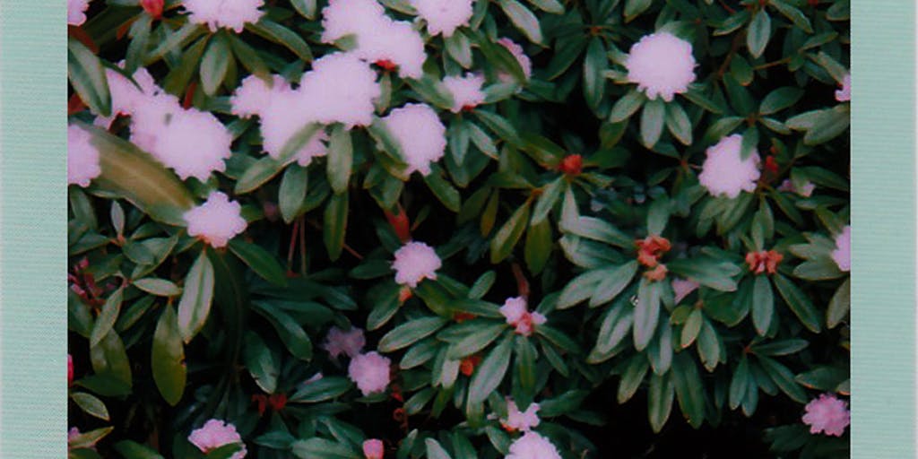 A creative split-image: left side shows a neglected website page with cobwebs and a single wilted plant under dim light (symbolizing infrequent crawling); right side shows the same page refreshed and thriving with vibrant colors and a healthy plant under bright light, with small robot footprints indicating frequent crawls. Minimal, contrasting composition that uses botanical growth as a metaphor for indexing frequency.